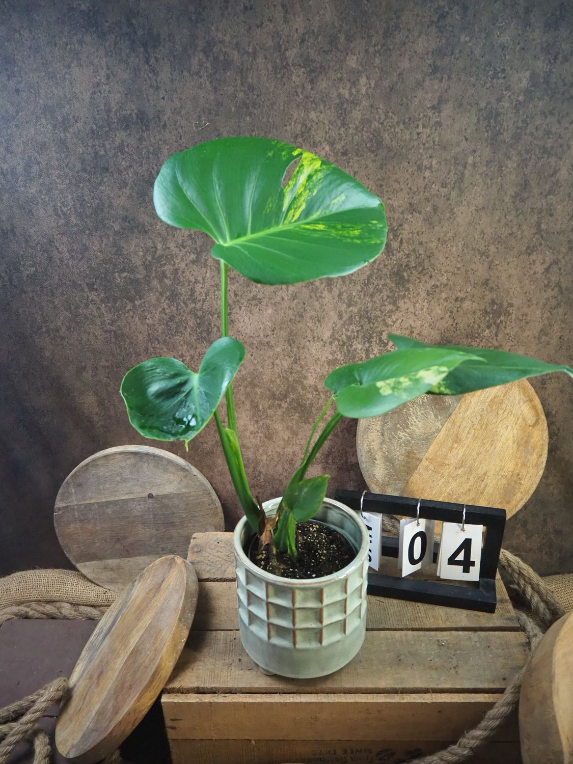 Monstera Deliciosa Aurea Variegata #4 Monstera Deliciosa Aurea Variegata #4