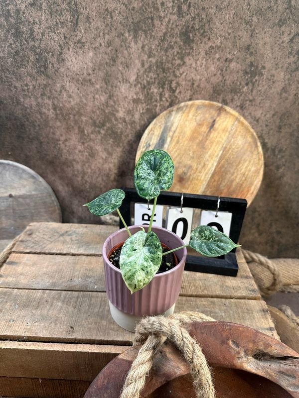 Alocasia Dragon Scale Mint Variegata #9 Alocasia Dragon Scale Mint Variegata #9