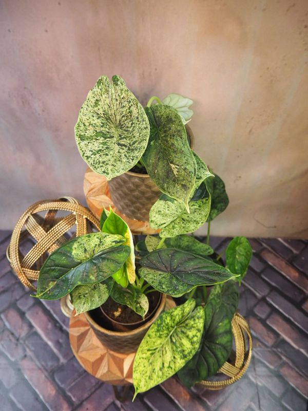 Alocasia Dragon Scale Mint Variegata