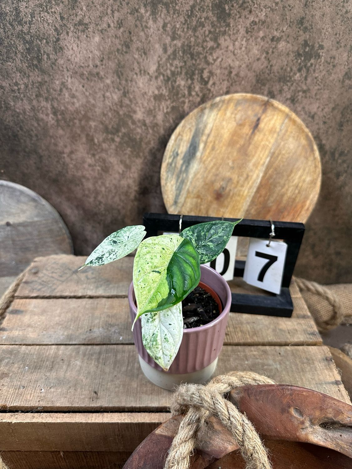 Alocasia Dragon Scale Mint Variegata #7 Alocasia Dragon Scale Mint Variegata #7