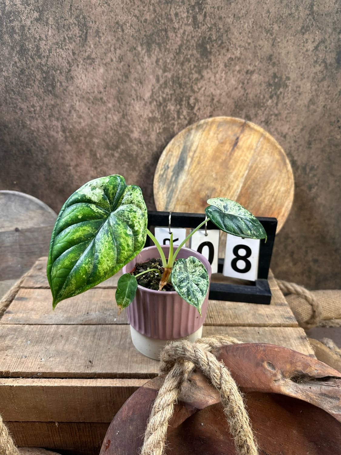 Alocasia Dragon Scale Mint Variegata #8 Alocasia Dragon Scale Mint Variegata #8