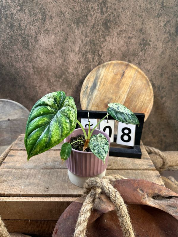 Alocasia Dragon Scale Mint Variegata #8 Alocasia Dragon Scale Mint Variegata #8