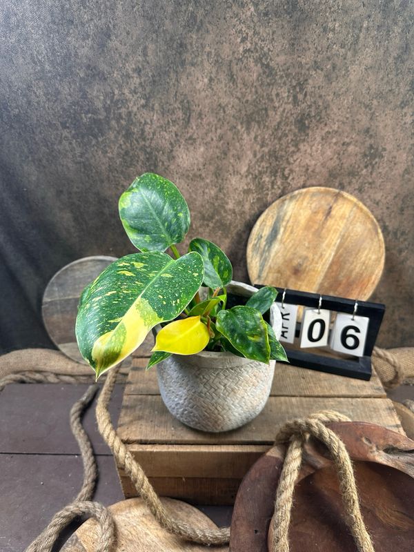 Philodendron Green Congo Marble Variegata #6 Philodendron Green Congo Marble Variegata #6