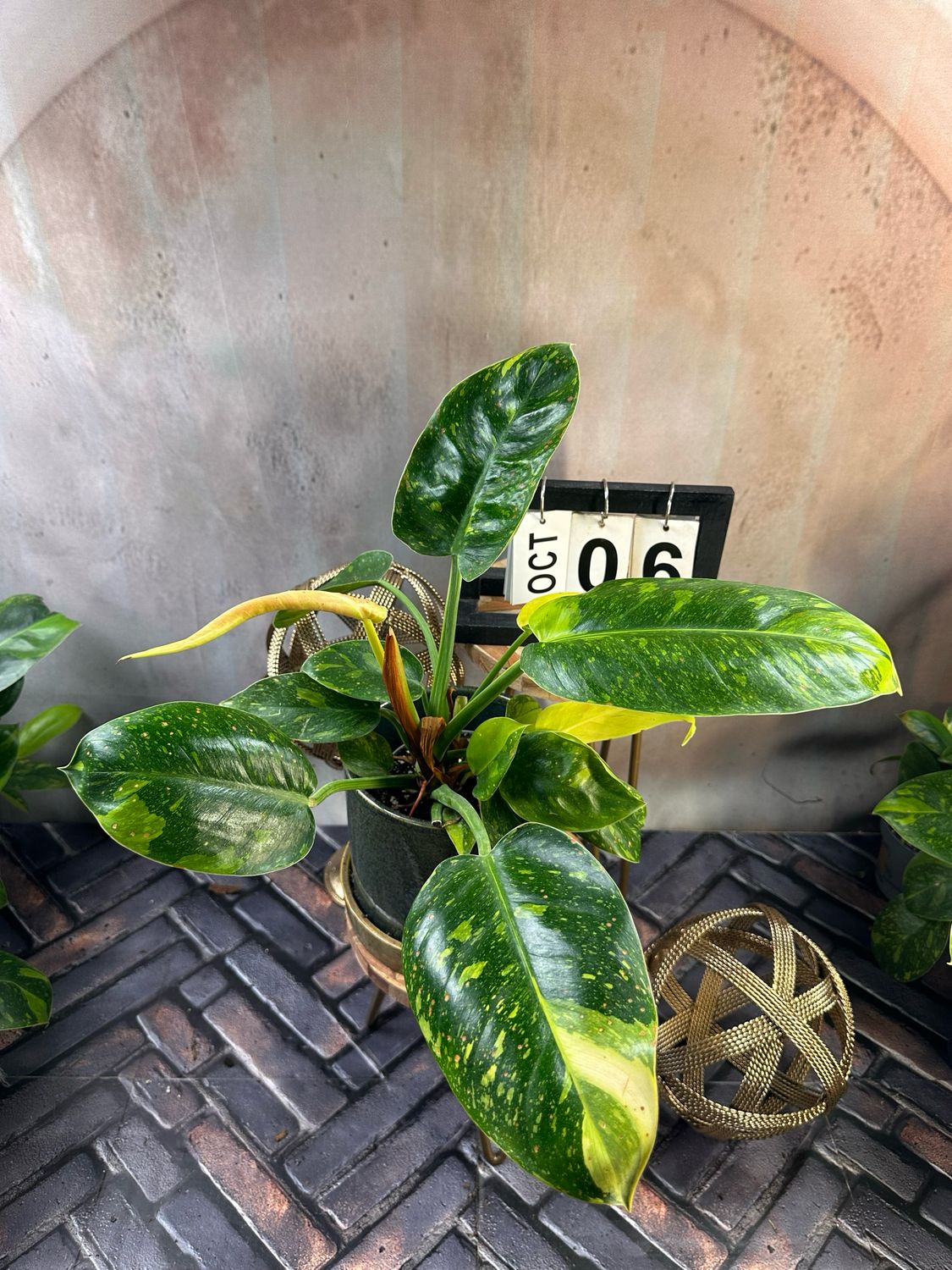 Philodendron Green Congo Marble Variegata #6