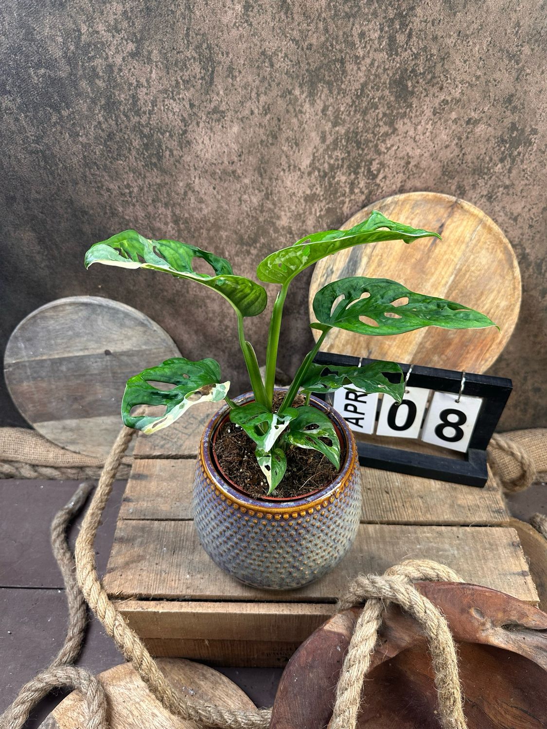 Monstera adansonii Albo Variegata #8