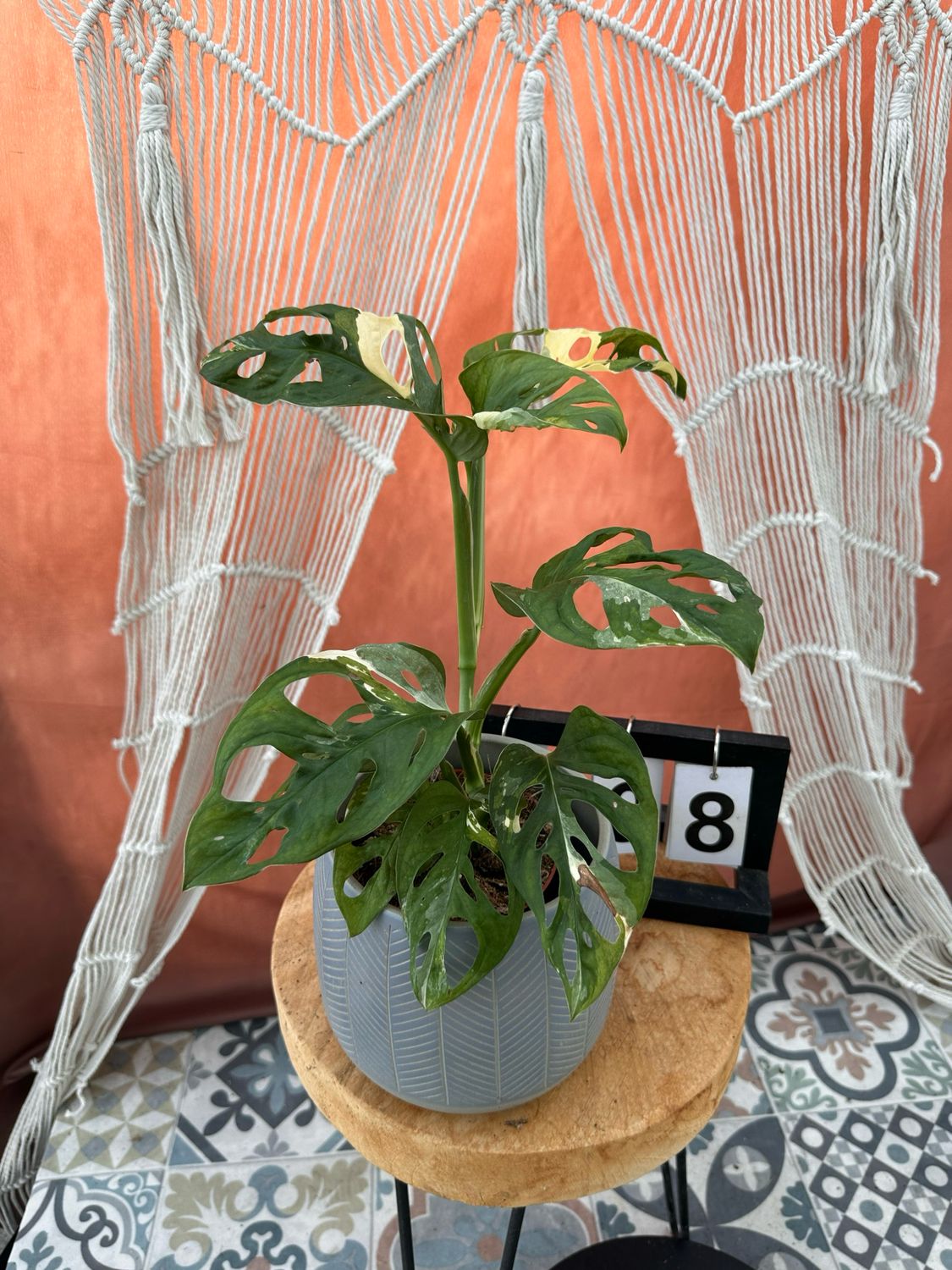 Monstera adansonii Albo Variegata #8