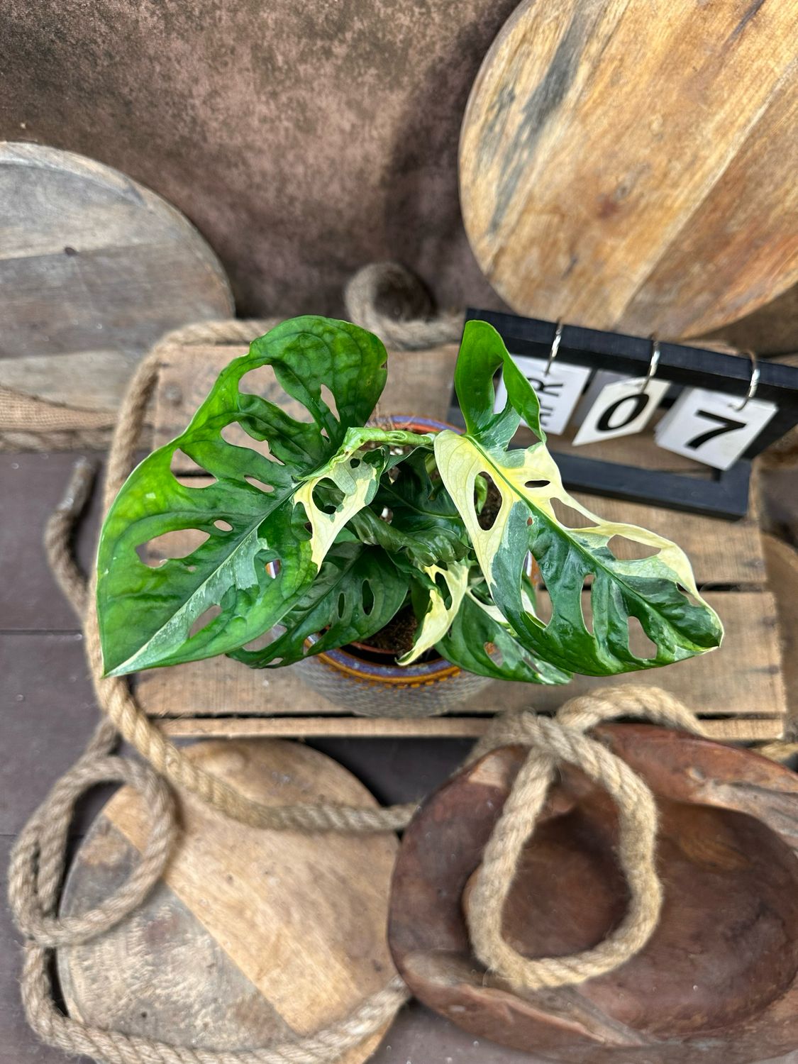 Monstera adansonii Albo Variegata #7