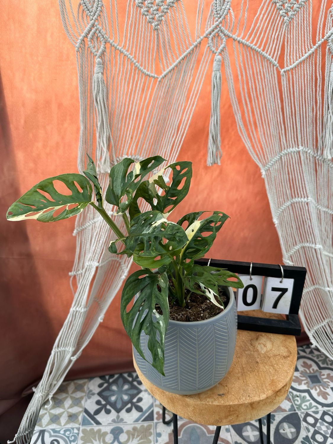 Monstera adansonii Albo Variegata #7