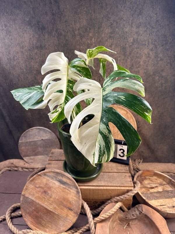 Monstera Deliciosa Albo Variegata #3