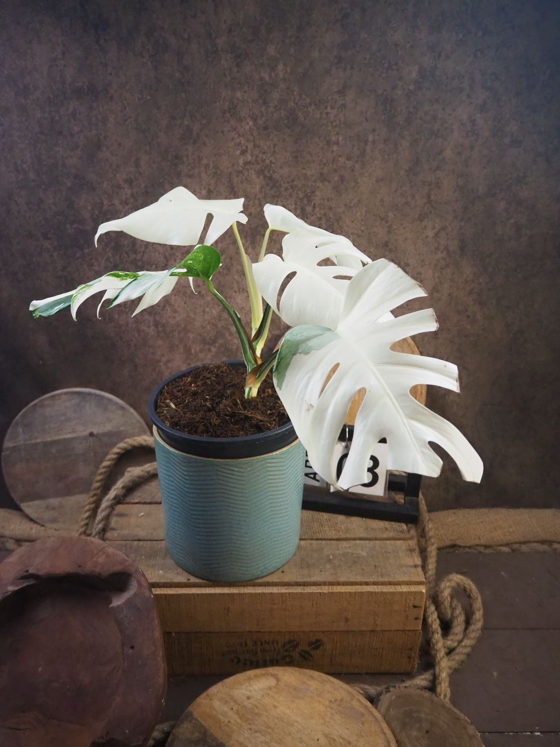 Monstera Deliciosa Albo Variegata #3