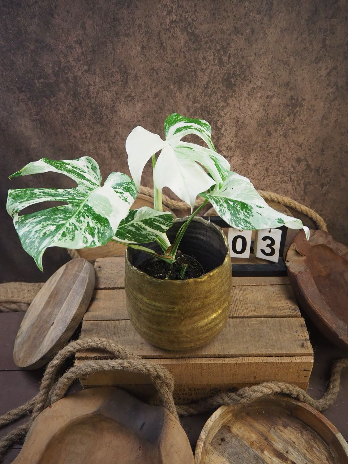 Monstera Deliciosa Albo Variegata #3