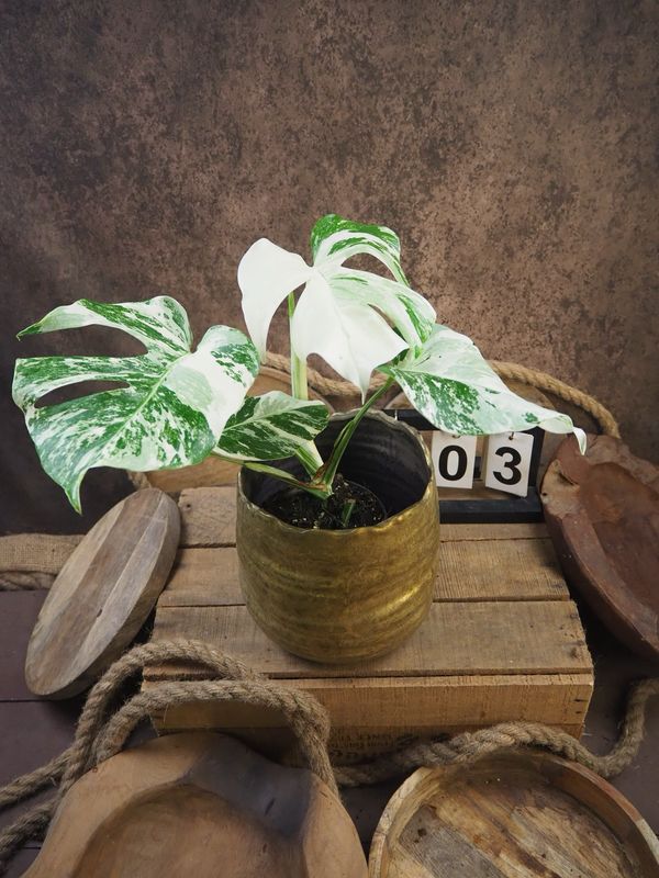 Monstera Deliciosa Albo Variegata #3
