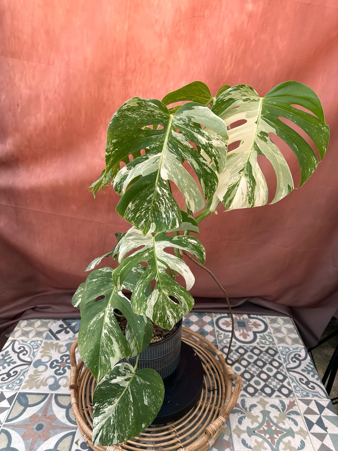 Monstera Deliciosa Albo Variegata #3