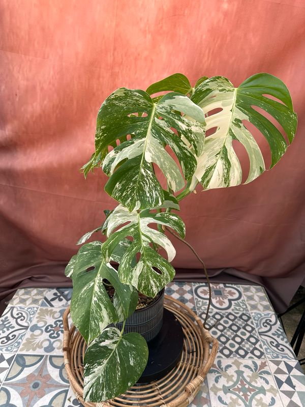 Monstera Deliciosa Albo Variegata #3 Monstera Deliciosa Albo Variegata #3