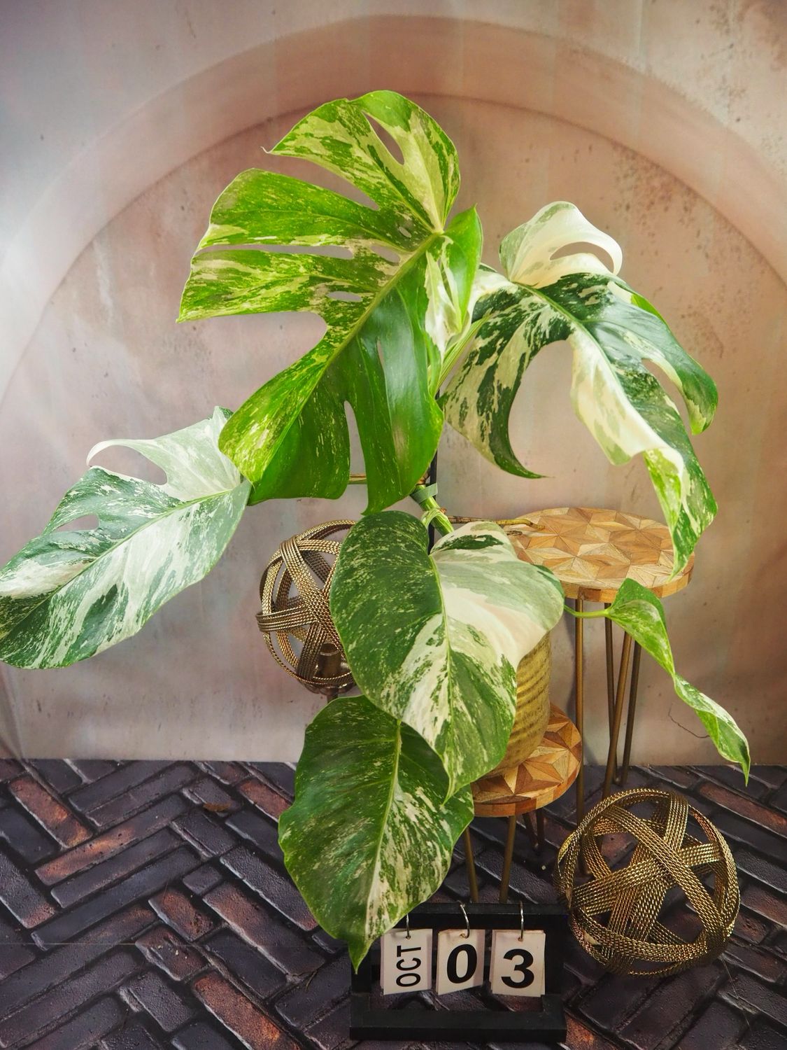 Monstera Deliciosa Albo Variegata #3 Monstera Deliciosa Albo Variegata #3