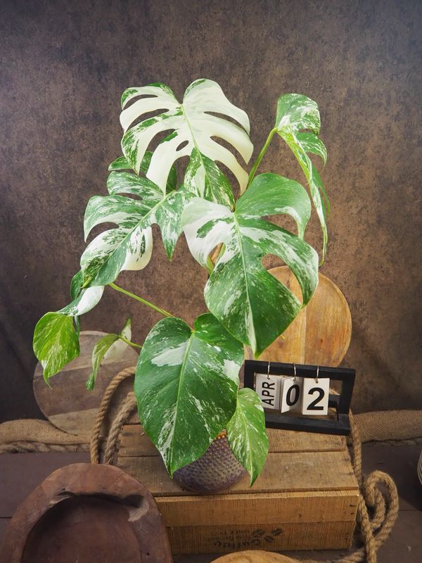 Monstera Deliciosa Albo Variegata #2 Monstera Deliciosa Albo Variegata #2