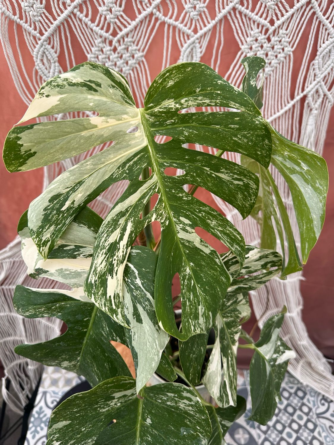Monstera Deliciosa Albo Variegata #2