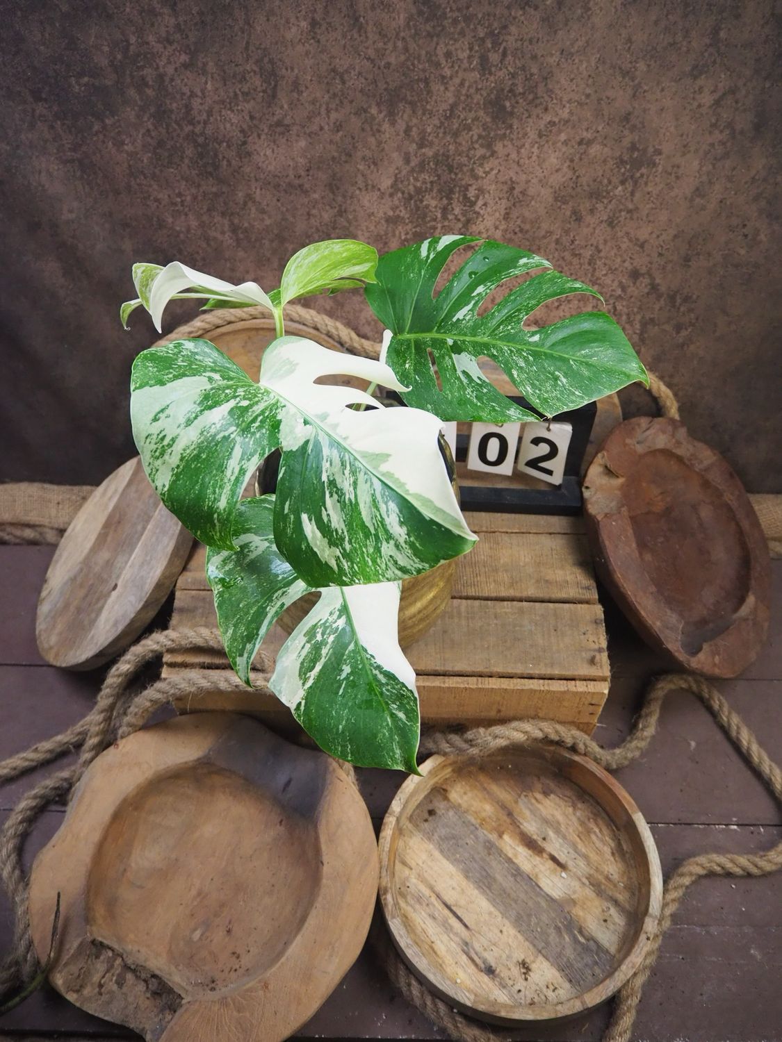 Monstera Deliciosa Albo Variegata #2