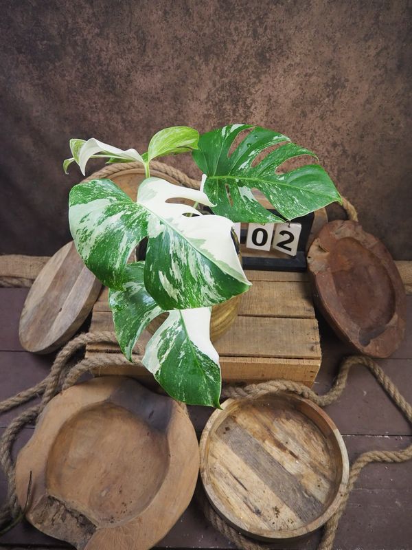 Monstera Deliciosa Albo Variegata #2
