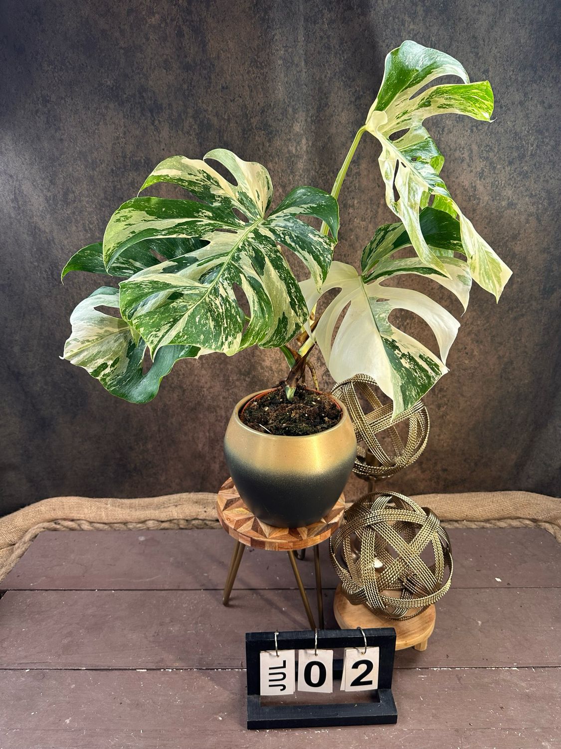 Monstera Deliciosa Albo Variegata #2 Monstera Deliciosa Albo Variegata #2