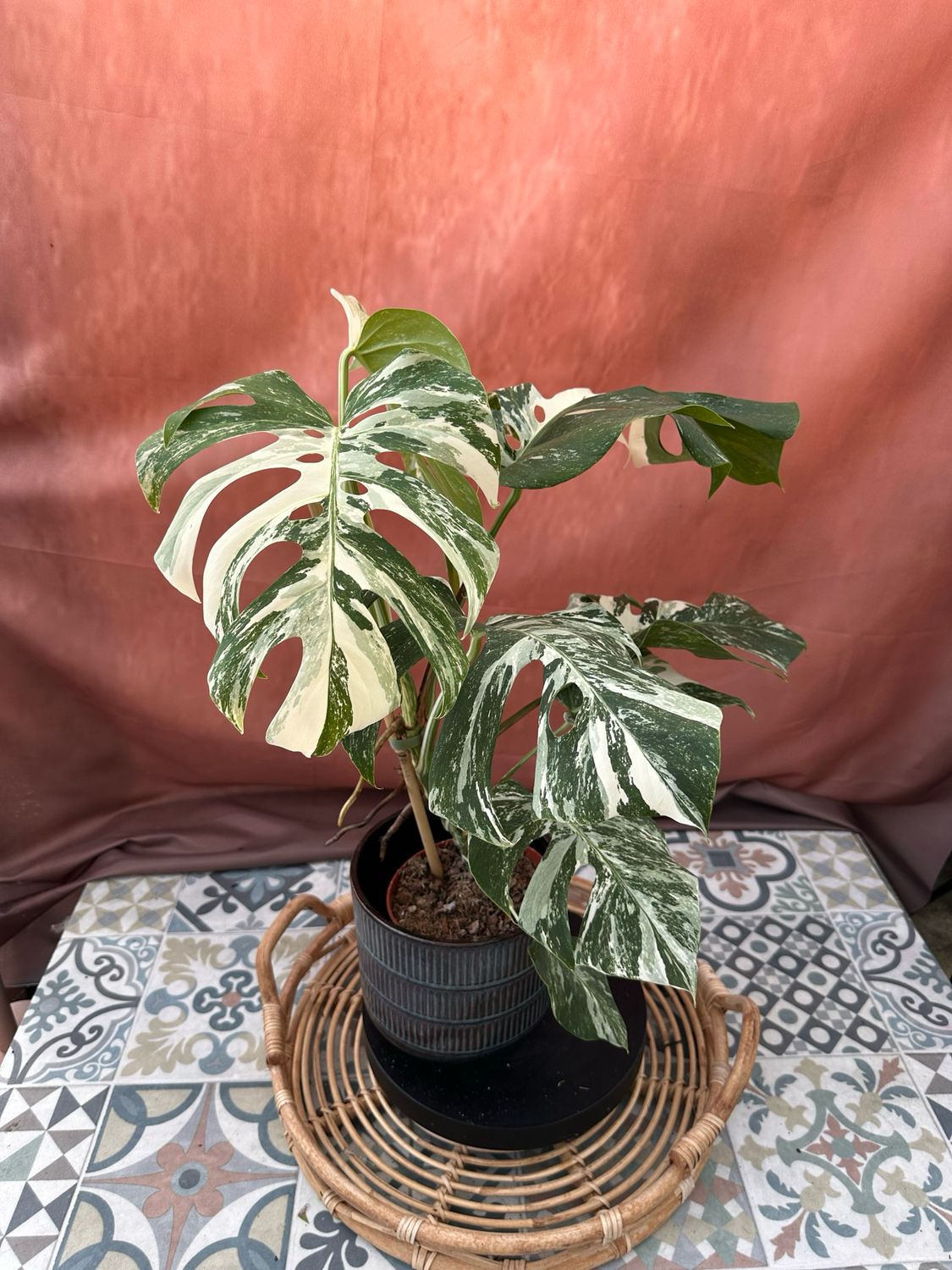 Monstera Deliciosa Albo Variegata #2