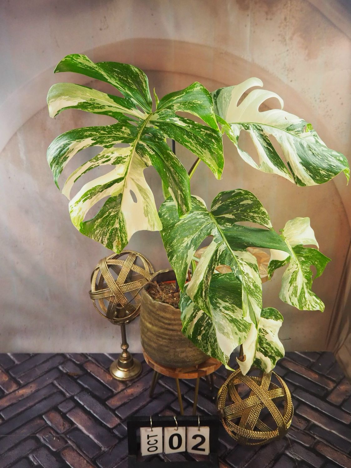 Monstera Deliciosa Albo Variegata #2