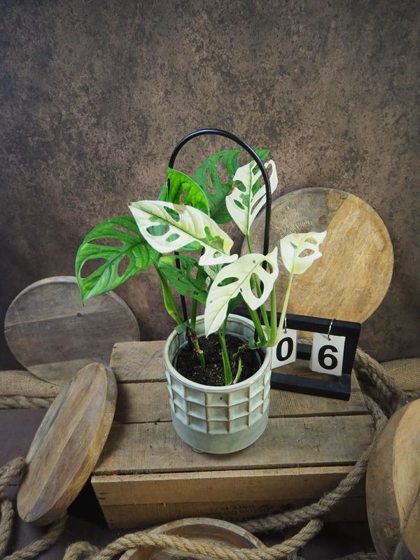 Monstera adansonii Albo Variegata #6