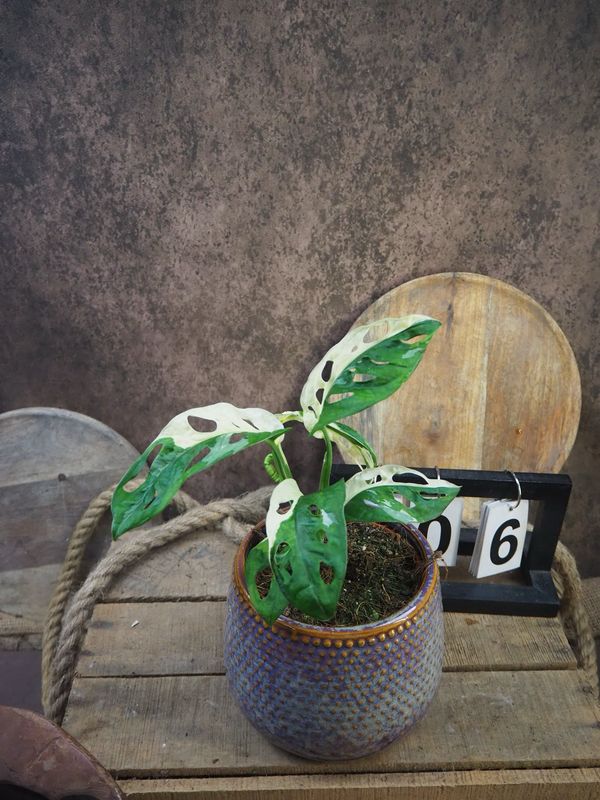 Monstera adansonii Albo Variegata #6 Monstera adansonii Albo Variegata #6