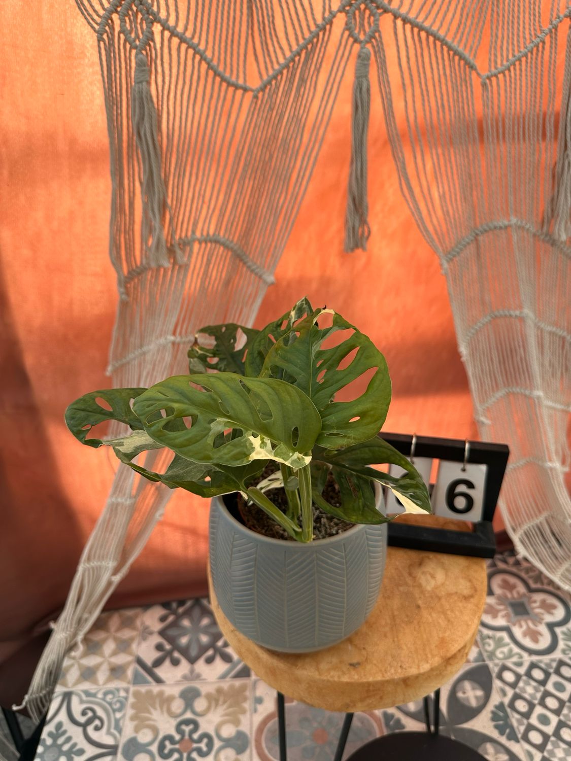 Monstera adansonii Albo Variegata #6