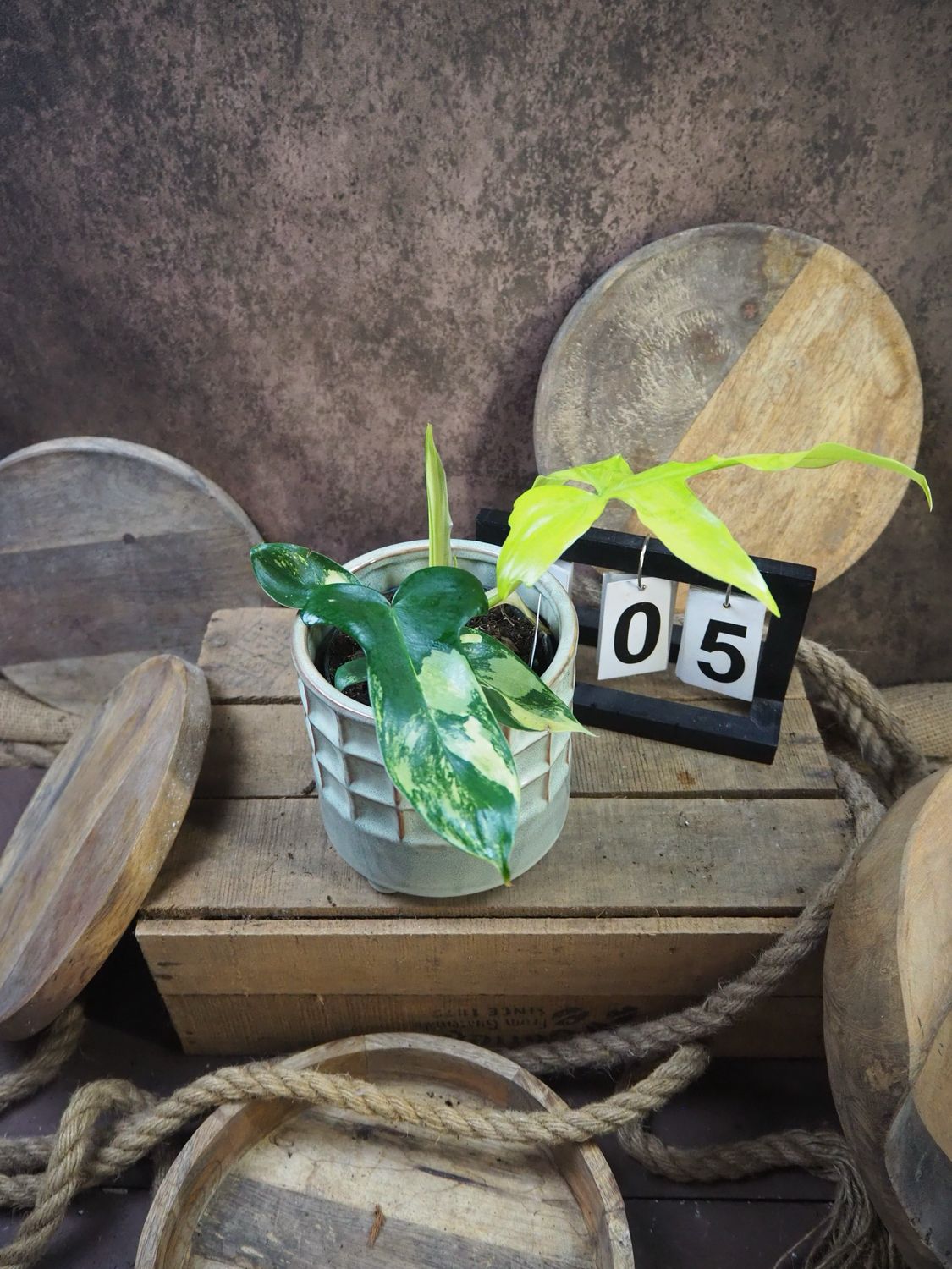 Philodendron Florida Beauty #M5 Philodendron Florida Beauty #M5