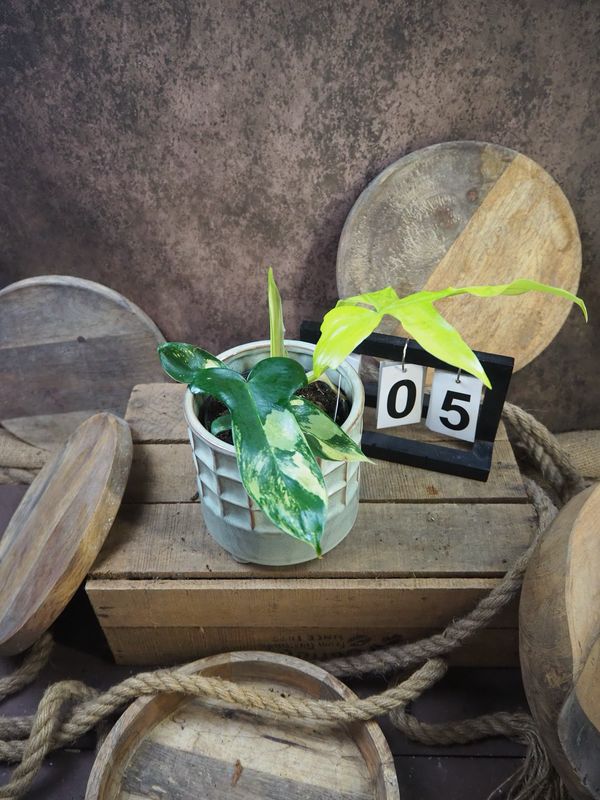 Philodendron Florida Beauty #M5