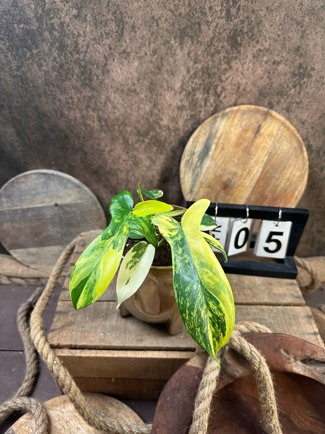 Philodendron Florida Beauty #M5