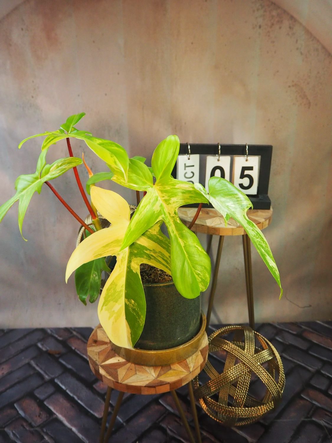 Philodendron Florida Beauty #M5 Philodendron Florida Beauty #M5