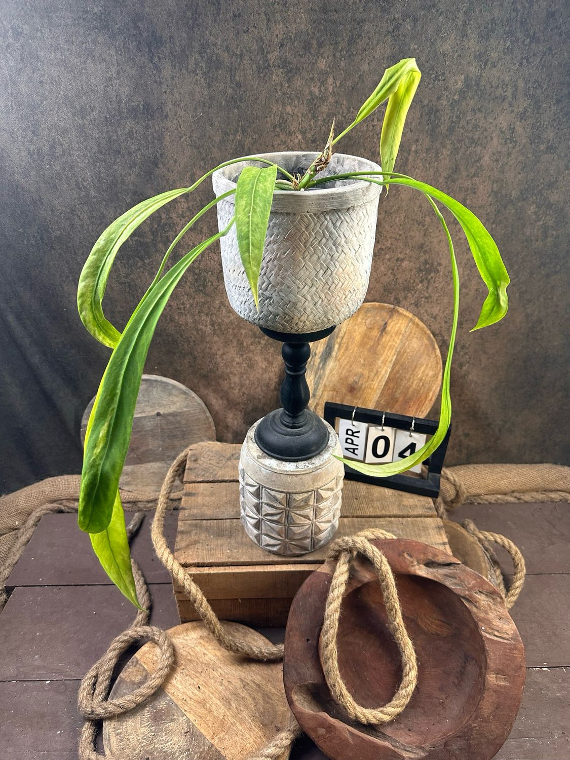 Anthurium vittarifolium Variegata #4