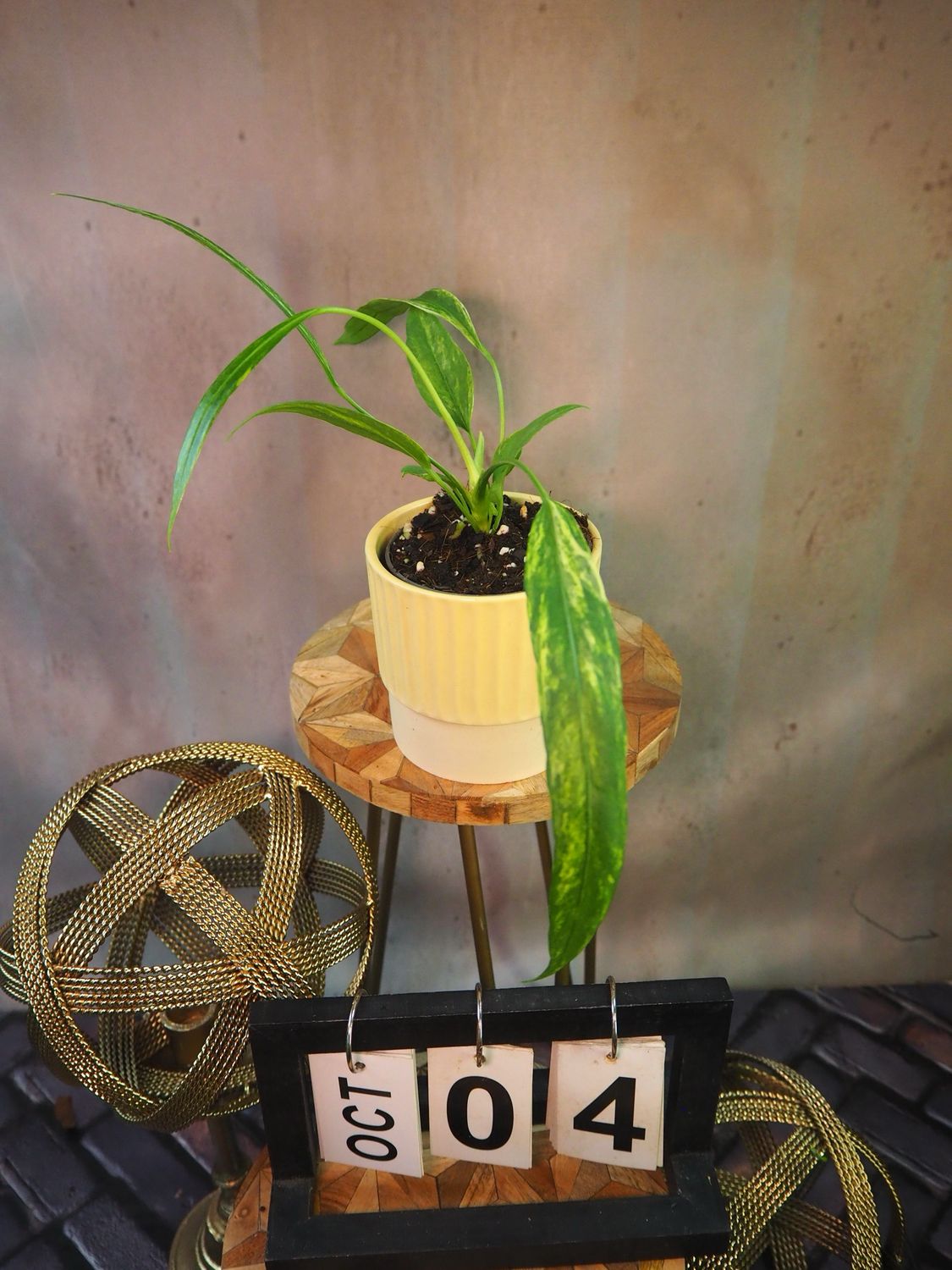 Anthurium vittarifolium Variegata #4 Anthurium vittarifolium Variegata #4