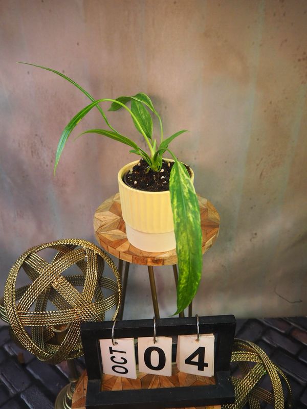 Anthurium vittarifolium Variegata #4