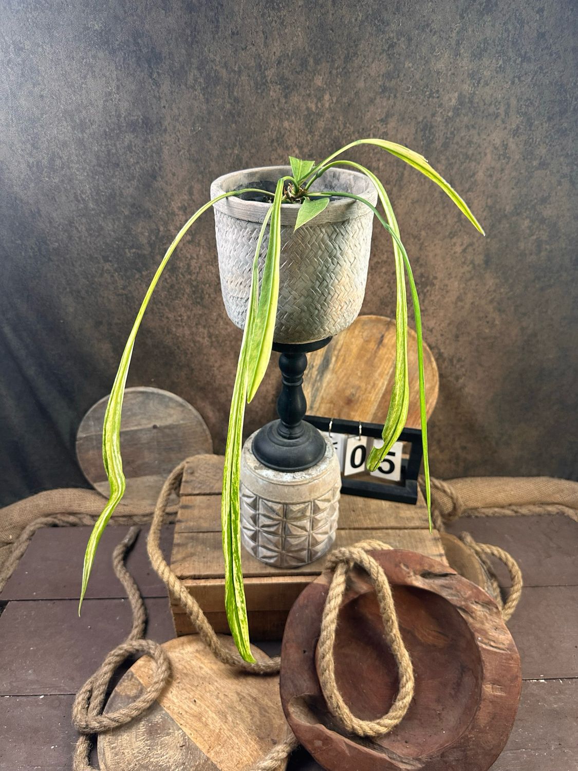 Anthurium vittarifolium Variegata #5