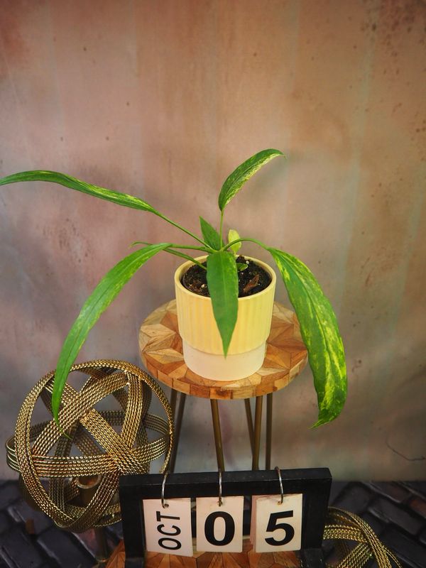 Anthurium vittarifolium Variegata #5