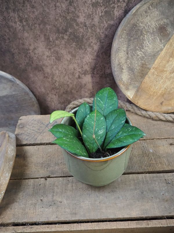 Hoya crassipetiolata S Hoya crassipetiolata S