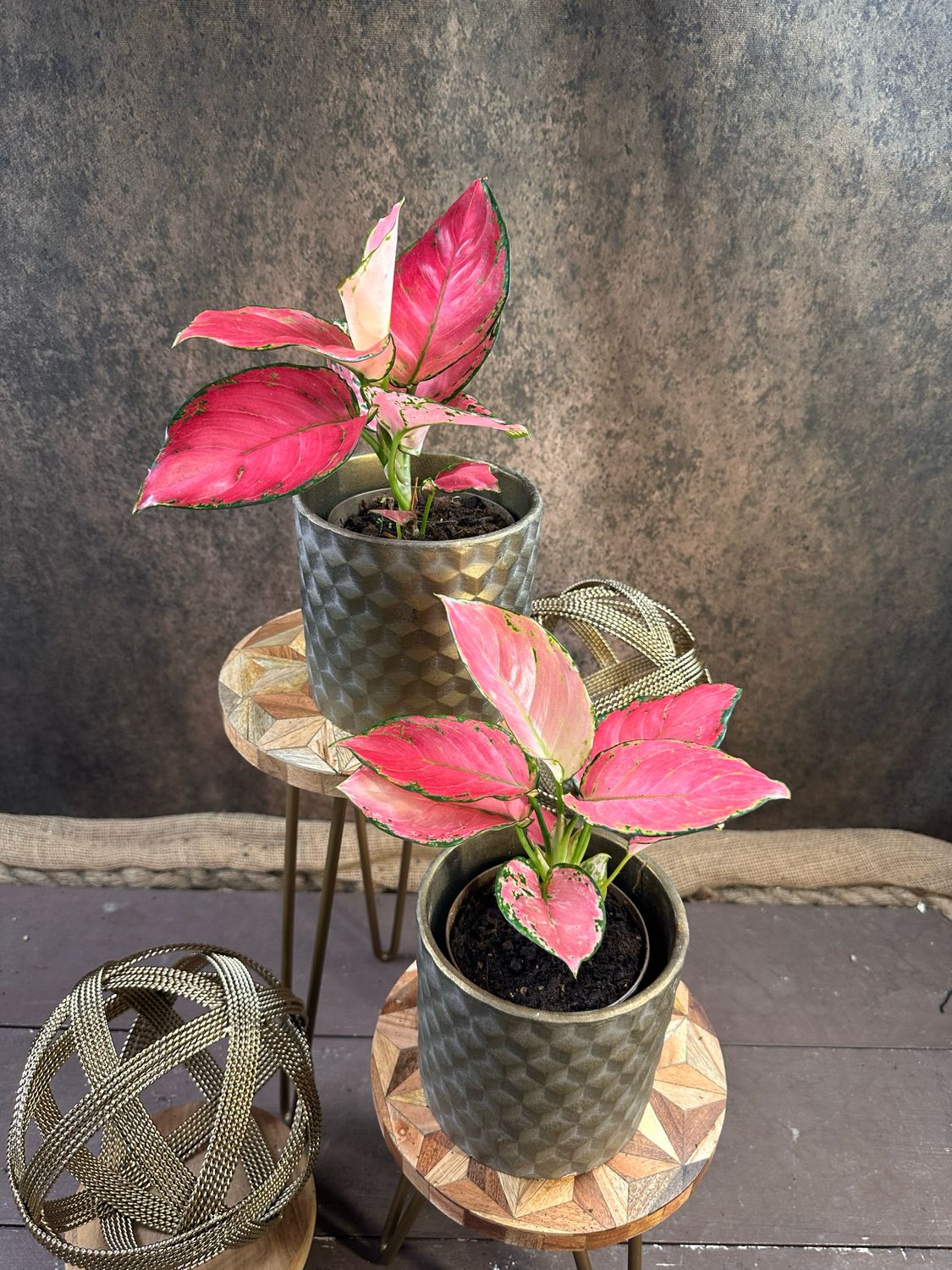 Aglaonema Red Valentine 