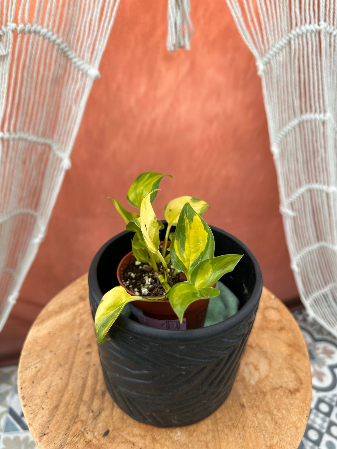 Epipremnum Kiwi