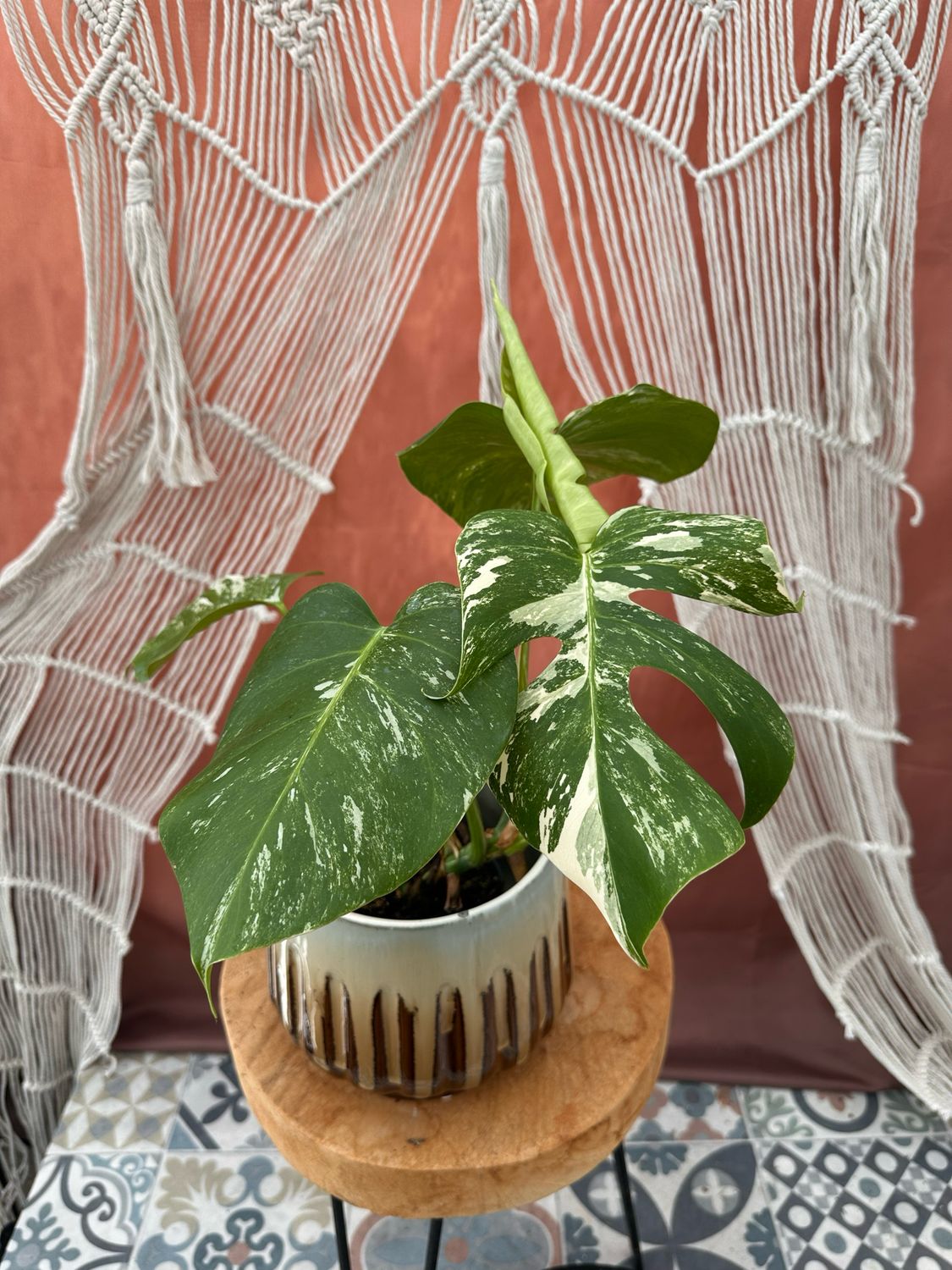 Monstera Albo Variegata #2