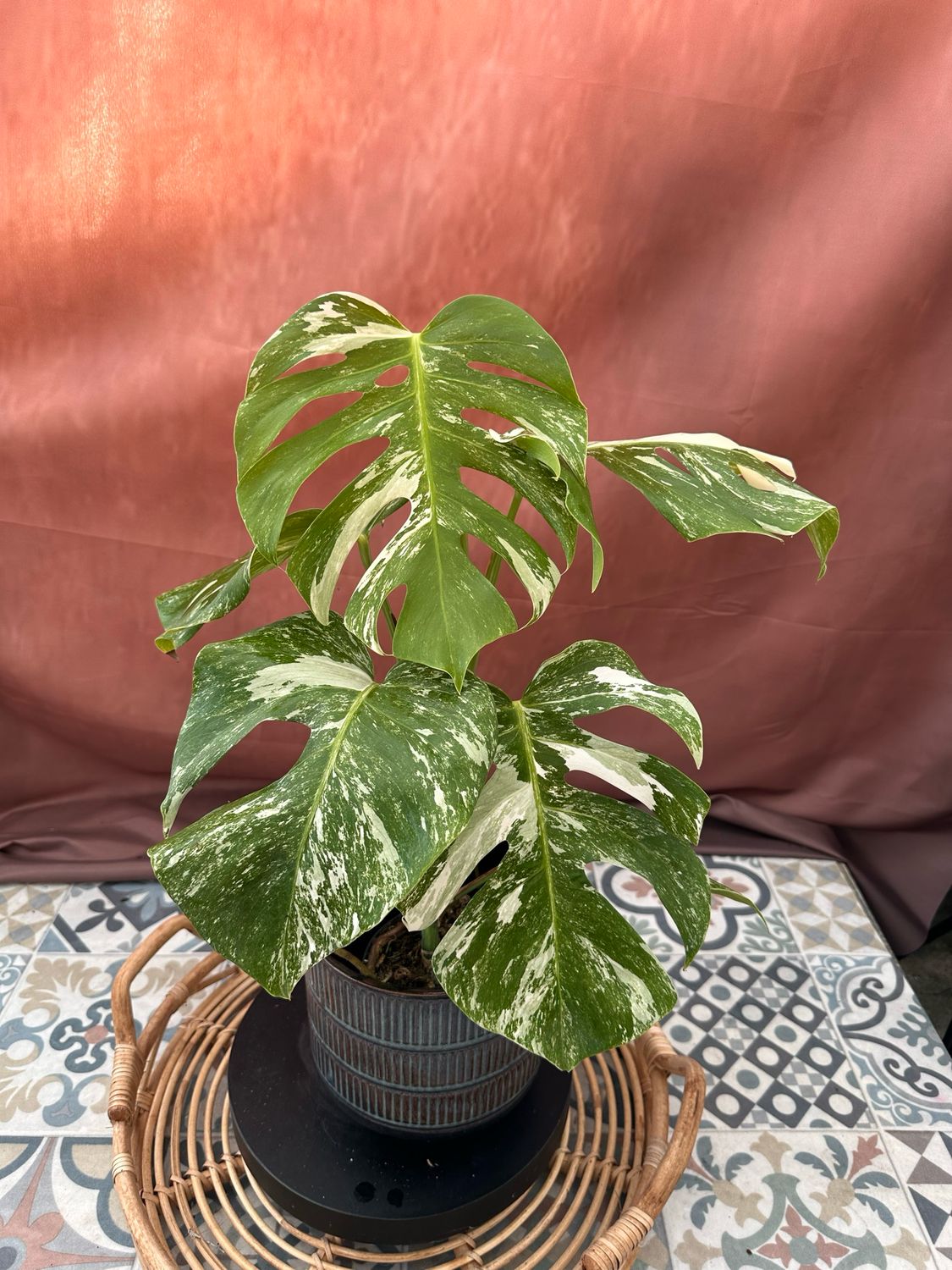 Monstera Albo Variegata #2