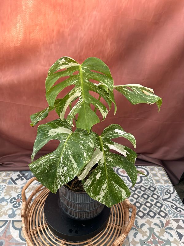 Monstera Albo Variegata #2 Monstera Albo Variegata #2