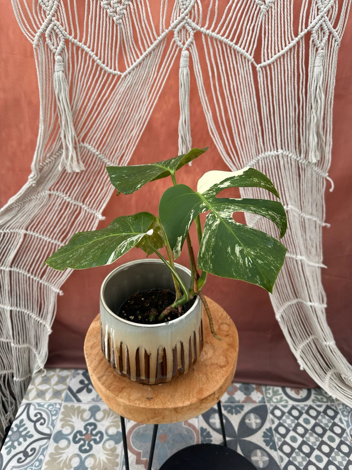 Monstera Albo Variegata #1