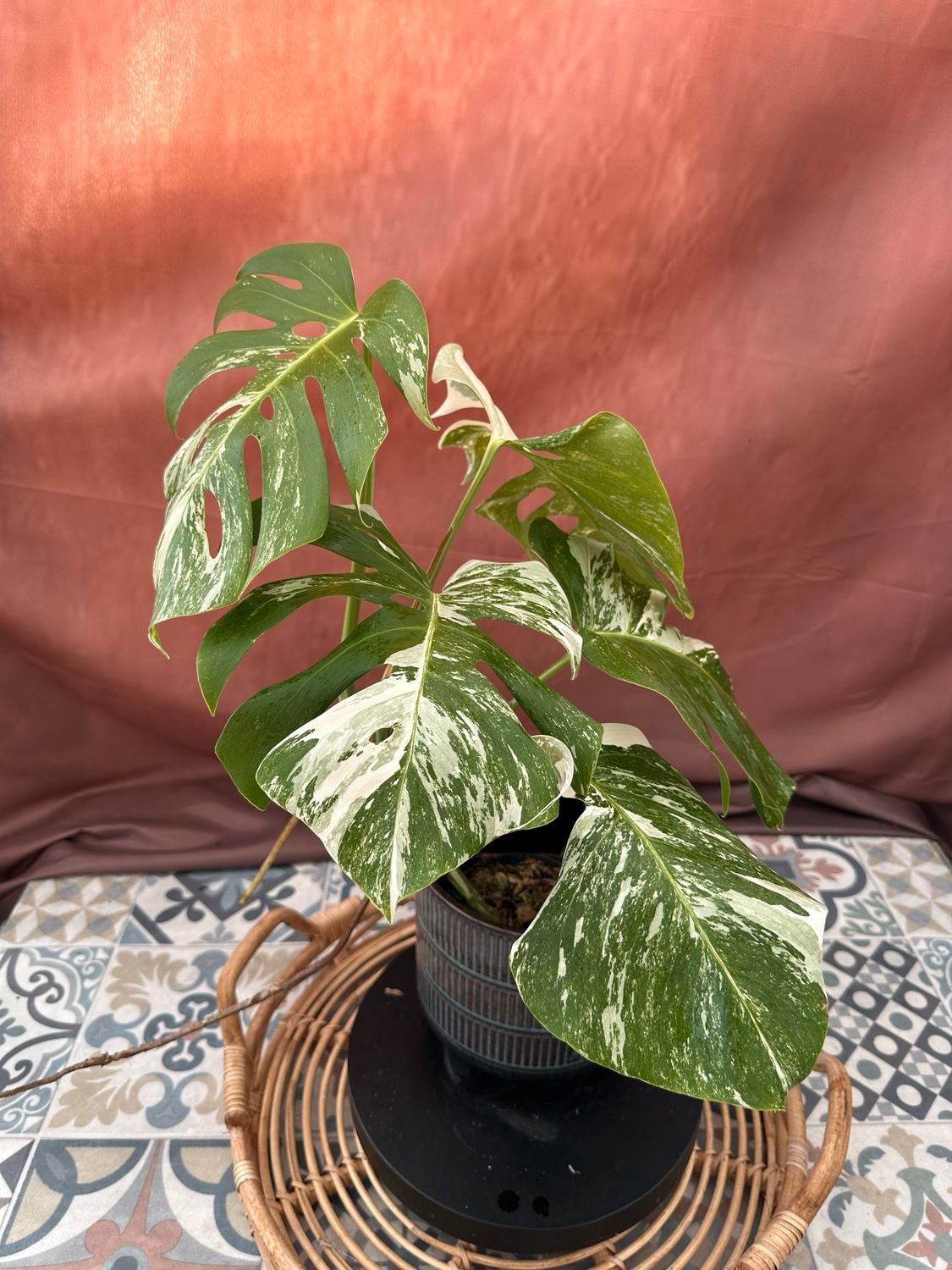 Monstera Albo Variegata #1