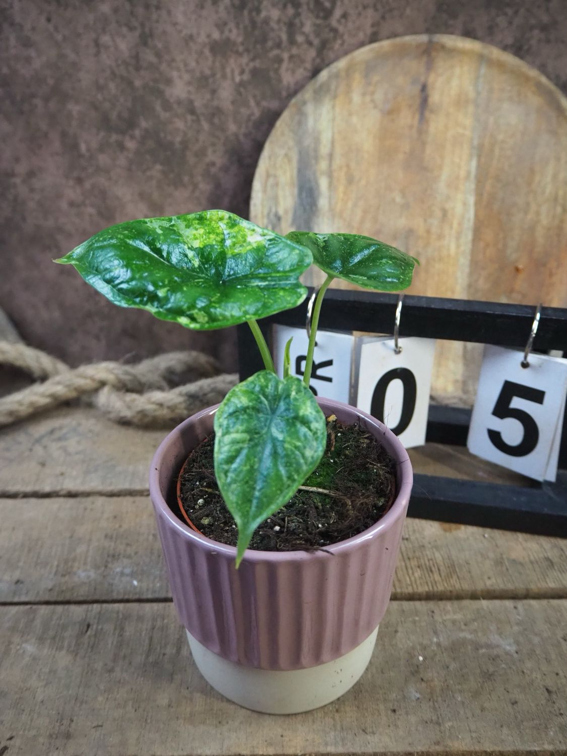 Alocaisa Dragon Scale Variegata #5