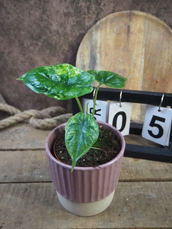 Alocaisa Dragon Scale Variegata #5