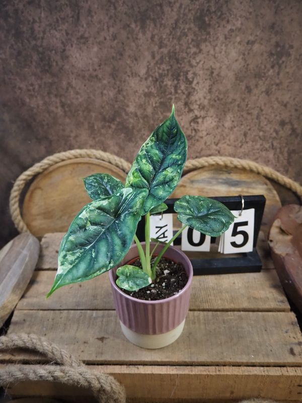 Alocaisa Dragon Scale Variegata #5 Alocaisa Dragon Scale Variegata #5