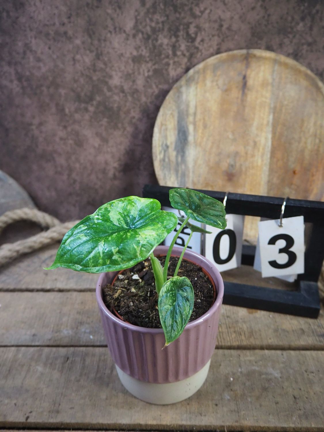 Alocaisa Dragon Scale Variegata #3